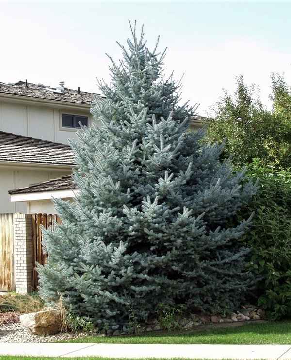 Особенности ели сорта Фат Альберт