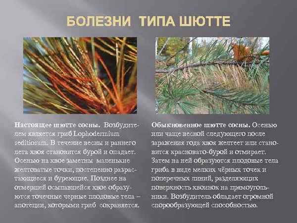 Как бороться с болезнью шютте