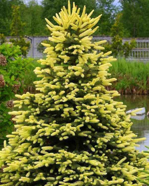 Описание колючей ели сорта Майголд