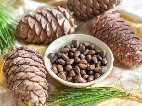 Применение кедровых шишек с орехами, как они выглядят