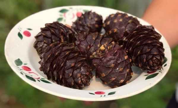 Как варить кедровую шишку в домашних условиях