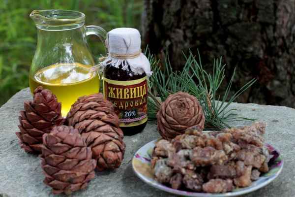Лечебные свойства отвара и настойки кедровых шишек