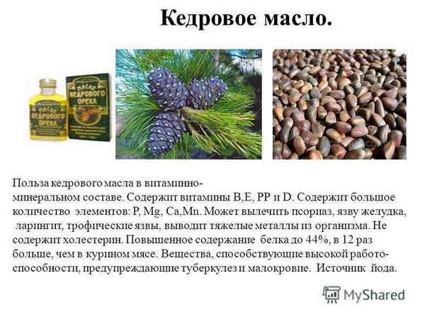 Польза и вред кедрового масла