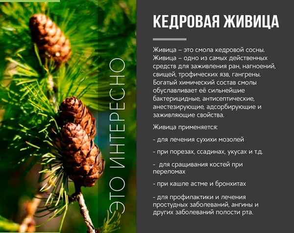 Лечебные свойства и применение кедровой живицы