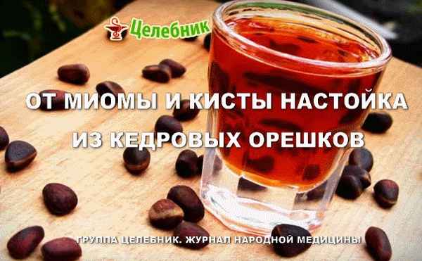Как пить настойку из кедровых орешков от миомы и кисты