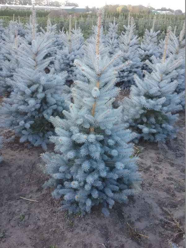 Особенности гoлyбой ели сорта Blue Diamond (Блю Даймонд)