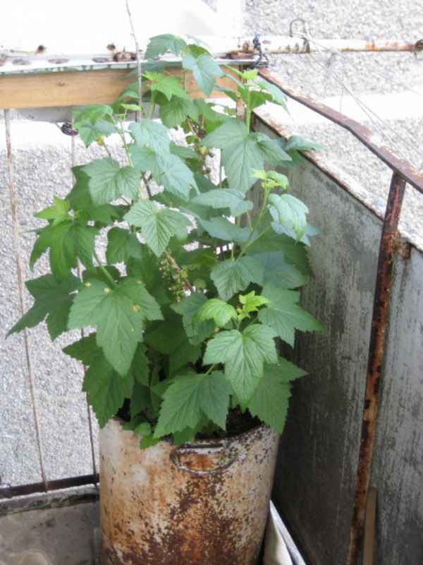 Выращивание смородины на балконе