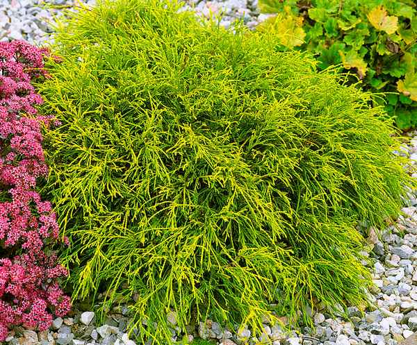 Кипарисовик горохоплодный