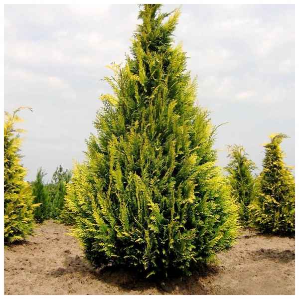 Кипарисовик лавсона