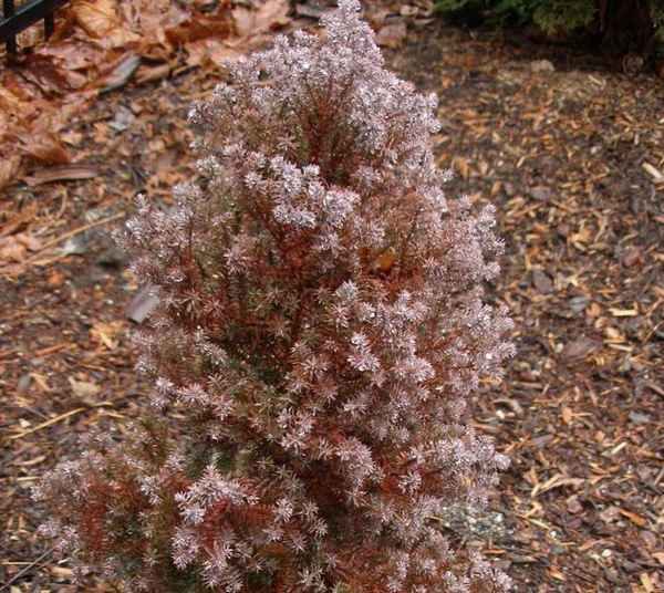 Кипарисовик туевидный Ред Стар: описание растения, его посадка и уход