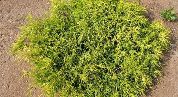 Кипарисовик горохоплодный Санголд: описание растения, его посадка и уход