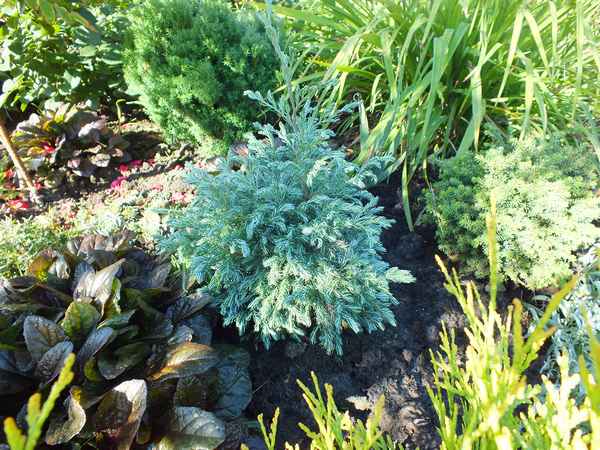 Кипарисовик горохоплодный Бэби Блю, описание растения, его посадка и уход за ним