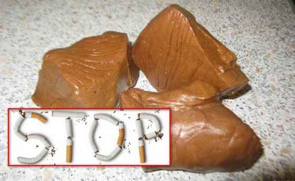 Польза и вред жевательной смолы лиственницы