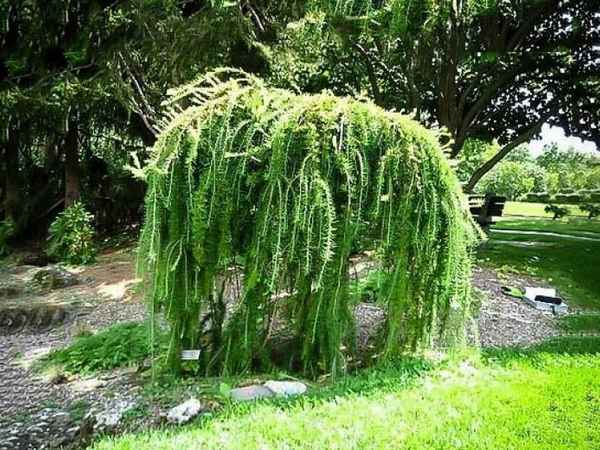 Описание и хаpaктеристика лиственницы Пендулы