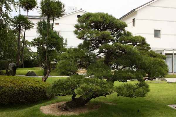 Стрижка и формирование лиственницы в саду