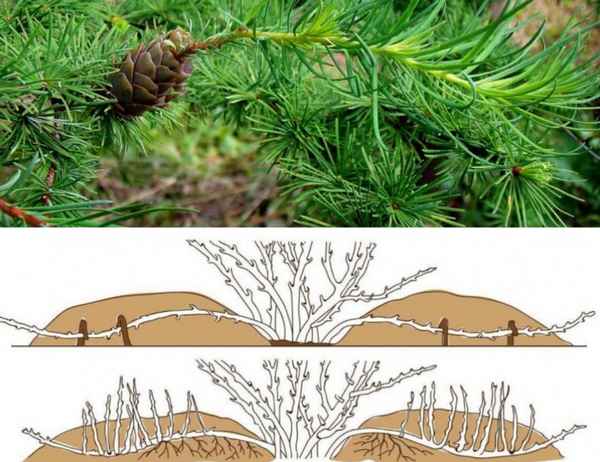 Размножение лиственницы в домашних условиях и в природе