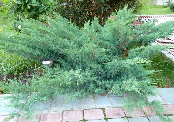 Описание можжевельников Глаука, посадка и уход