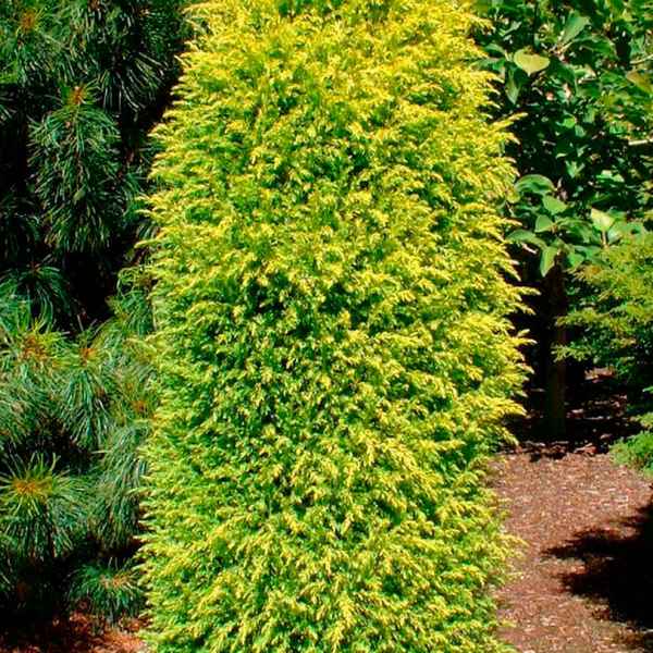 Описание можжевельника Голд Кон, посадка и уход