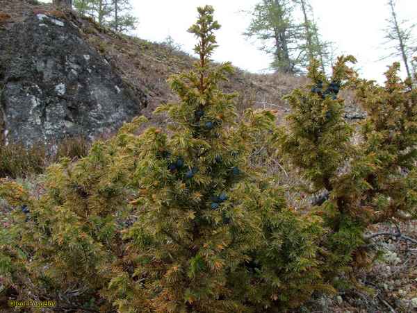 Где растёт можжевельник в Сибири