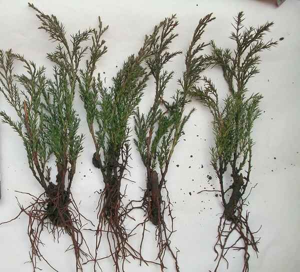 Особенности корневой системы можжевельника