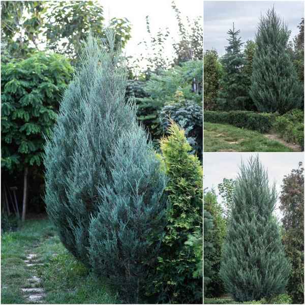 Можжевельник Скайрокет: посадка и уход