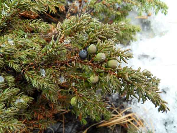 Можжевельник Сибирский: посадка и уход