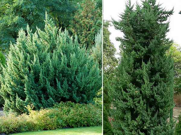 Описание можжевельника китайского сорта Монарх, посадка и уход