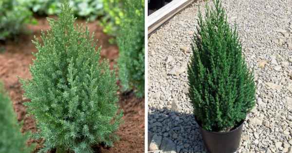 Можжевельник китайский Стрикта Вариегата: посадка и уход