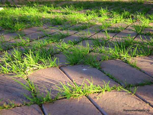 7 главных ошибок при создании садовых дорожек на даче