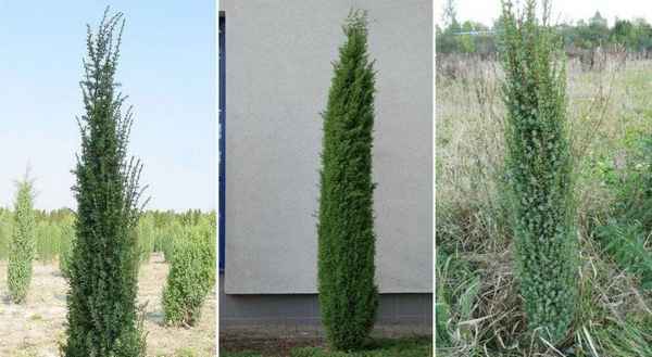 Можжевельник Сентинел: описание и уход