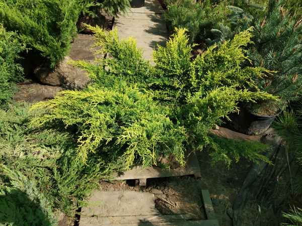 Описание можжевельника Голд Киссен, посадка и уход