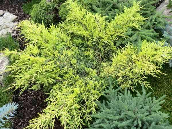 Описание можжевельника Голд Стар, посадка и уход