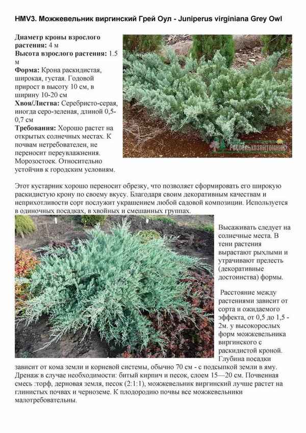 Описание можжевельника Грей Оул, посадка и уход