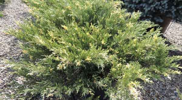 Описание можжевельника Андорра Вариегата, посадка и уход