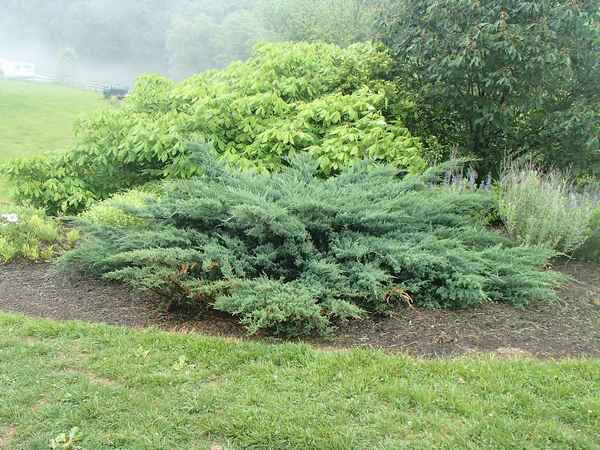 Описание можжевельника виргинского Хетц, посадка и уход