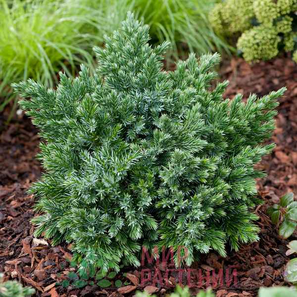 Виды можжевельника