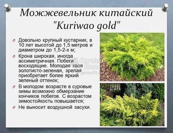 Описание можжевельника Куривао Голд, посадка и уход