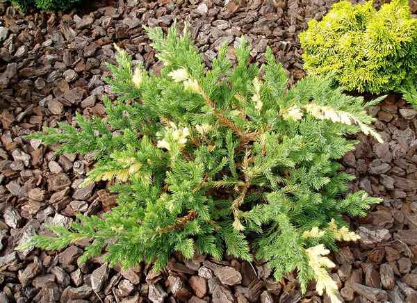 Описание можжевельника Экспанса Вариегата, посадка и уход