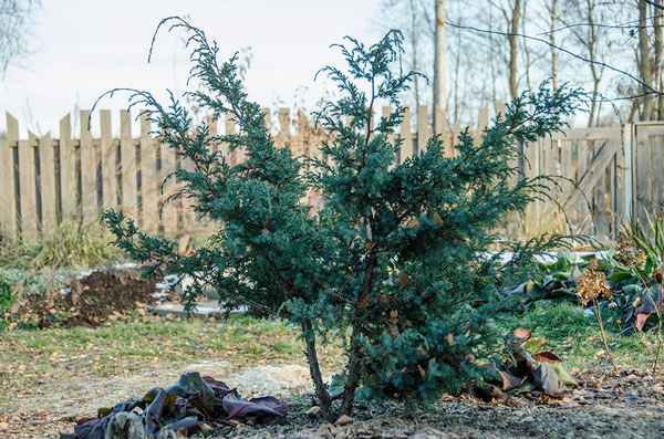 Описание можжевельника Блю Альпс, посадка и уход