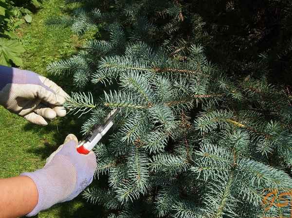 Когда и как подрезать пихту
