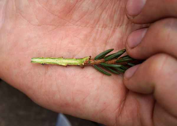 Размножение пихты черенкованием в домашних условиях