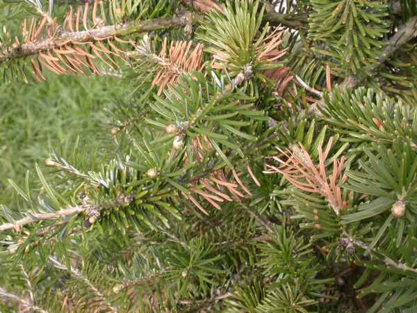Что делать, если сохнет и желтеет пихта
