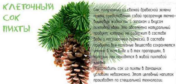 Полезные свойства клеточного сока пихты сибирской