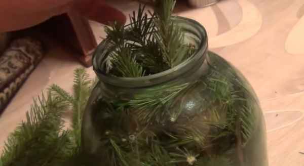 Приготовление пихтового масла