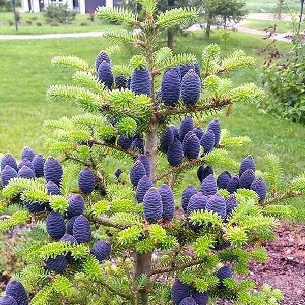 Корейская пихта