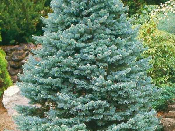 Описание пихты горной Компакта, её посадка и уход