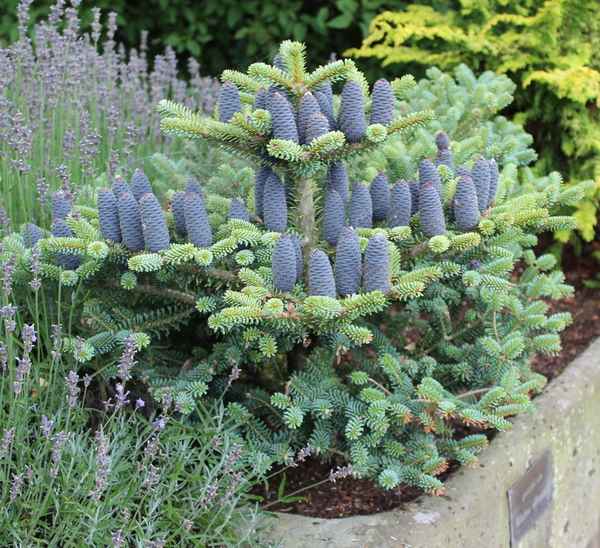 Описание пихты корейской Блю Эмперор, её посадка и уход