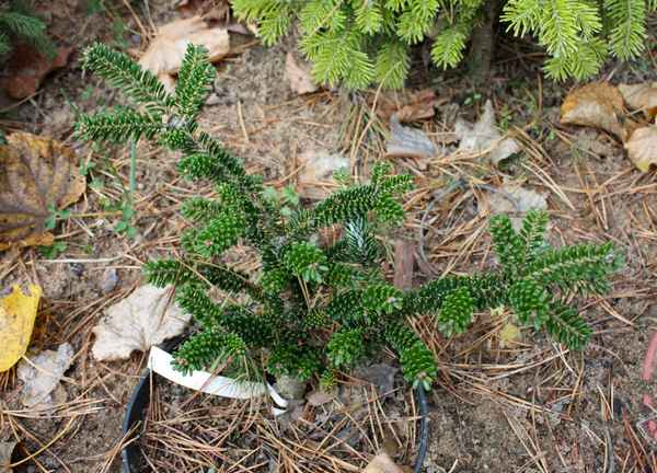Описание пихты корейской Оберон, посадка и уход за ней