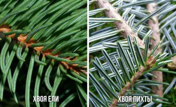 Чем отличается пихта от ели