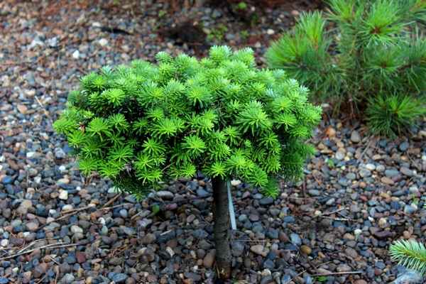 Описание пихты бальзамической сорта Бриллиант, посадка и уход